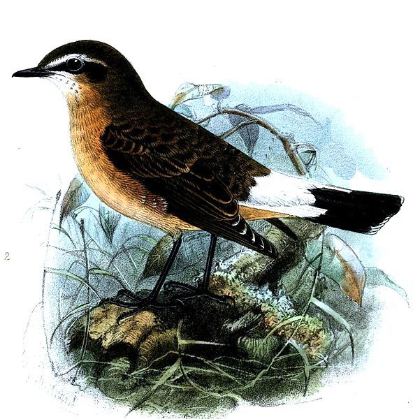 File:Oenanthe heuglini Keulemans.jpg