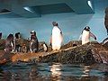 Gentoo penguins