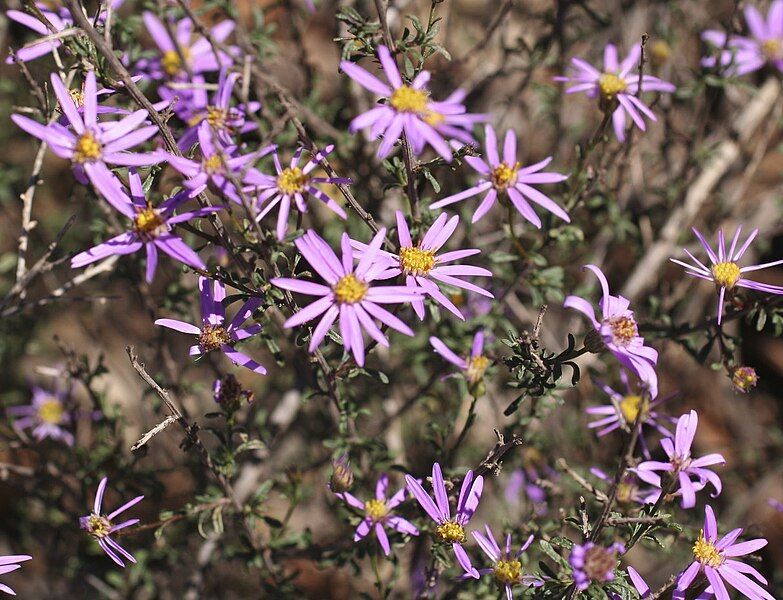 File:Olearia humilis.jpg