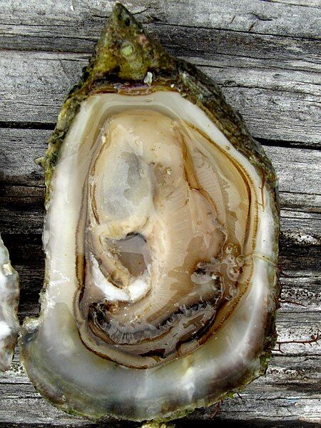 File:Olympia oyster.jpg