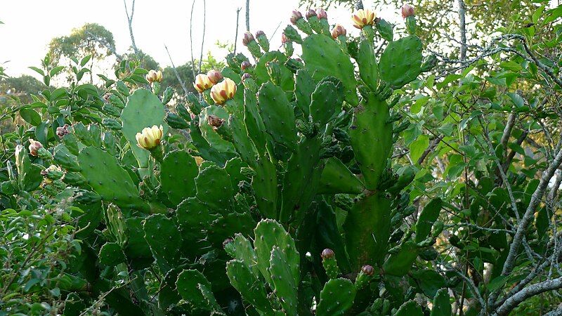 File:Opuntia monacantha (8665609880).jpg