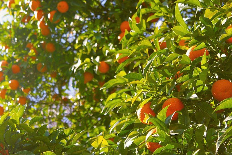 File:Orange-tree-1149584 960 720.jpg