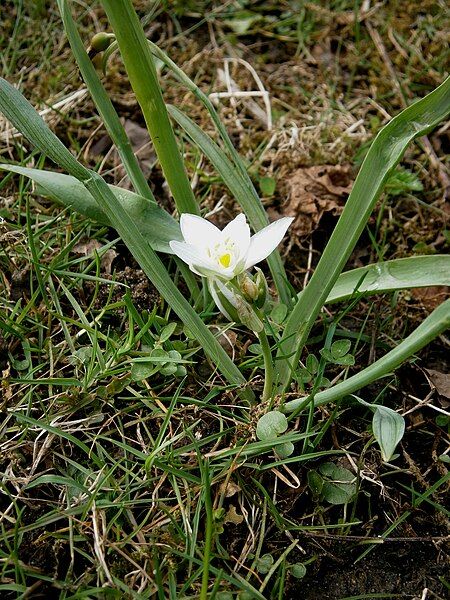 File:Ornithogalum balansae 01.jpg