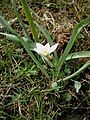 Ornithogalum balansae