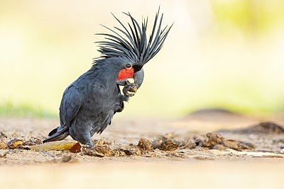 Palm cockatoo