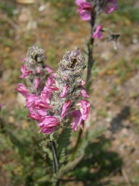 File:Pedicularis rostratospicata 005.JPG