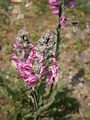 Pedicularis rostratospicata