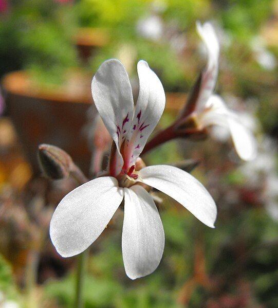 File:Pelargonium-oldspice.jpg