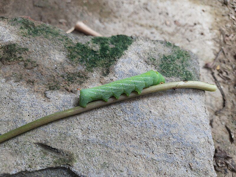 File:Pergesa acteus caterpillar.jpg