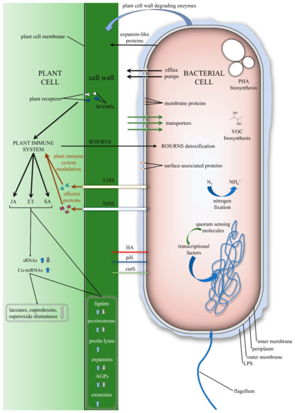 File:Plant-endophytic bacteria interactions.webp