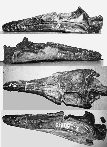 File:Plesiopleurodon skull.jpg