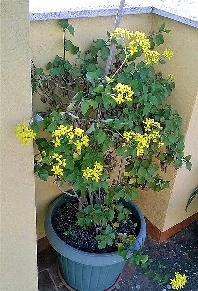 File:Potted Senecio angulatus.jpg