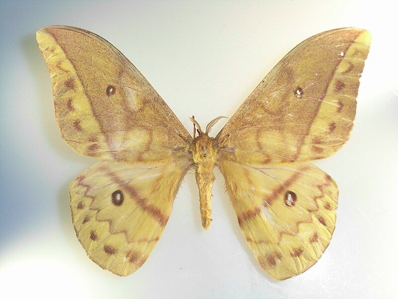 File:Pseudantheraea discrepans.JPG