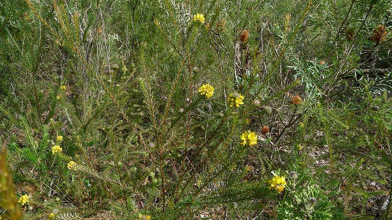 File:Pultenaea stipularis (6054084672).jpg