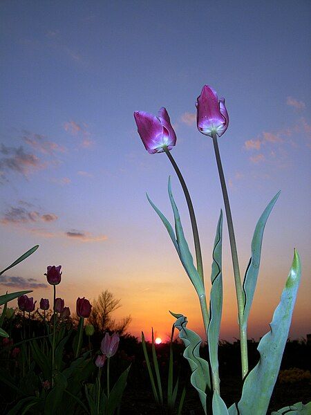 File:Purple tulips.jpg