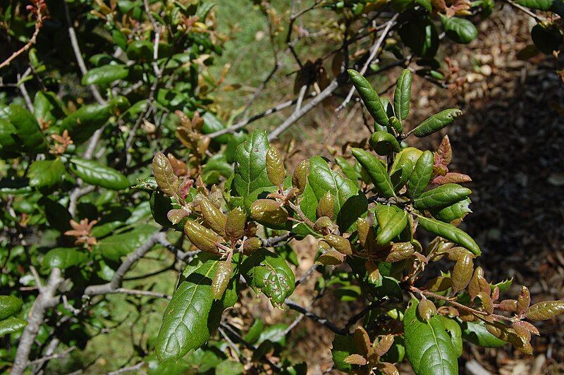 File:Quercus agrifolia-6.jpg