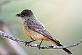 Say's Phoebe, Red Lodge, MT