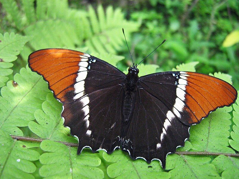 File:Siproeta epaphus.jpg