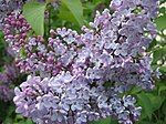 Lilacs