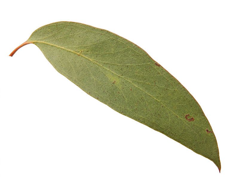 File:Stringy bark leaf443.jpg