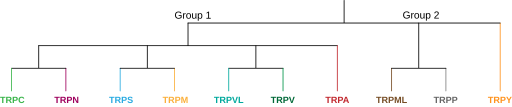 File:TRP Channel Phylogeny.svg