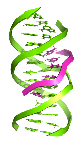 File:TriplexDNA(1BWG).png