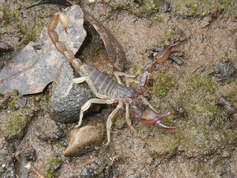 File:Uroctonus mordax.jpg