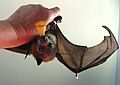 Young female grey-headed flying fox playing with her WIRES caretaker