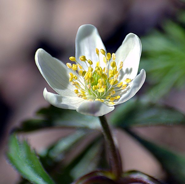 File:Windflower aka.jpg