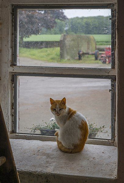 File:Window-cat hg.jpg