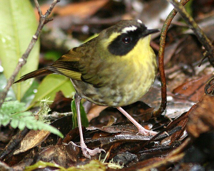 File:Yellow-throated Scrubwren.jpg