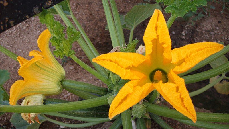 File:Zucchiniflower.jpg