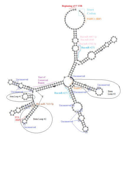 File:5' UTR ZNF226.png