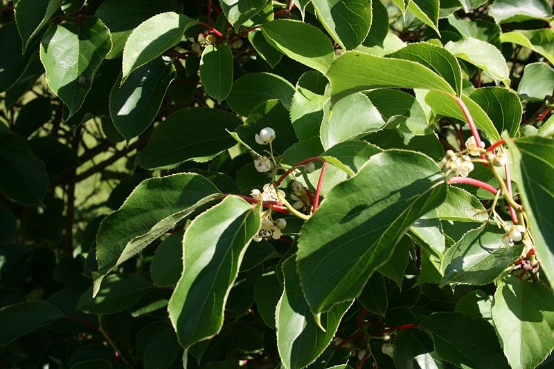 File:Actinidia-arguta-foliage.jpg