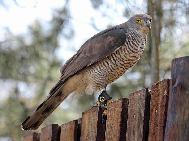 File:African Goshawk RWD2.jpg