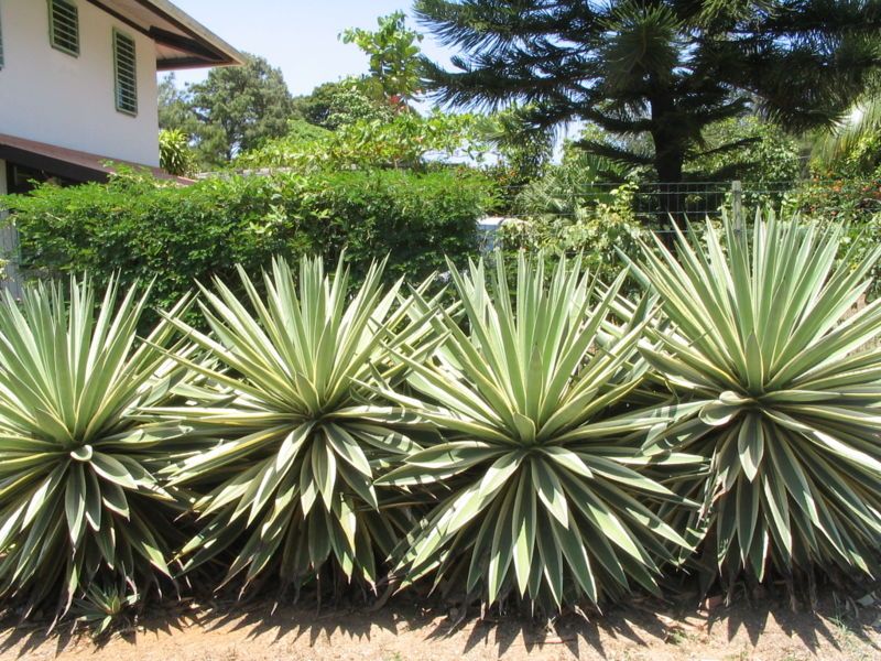 File:Agave angustifolia marginata.jpg