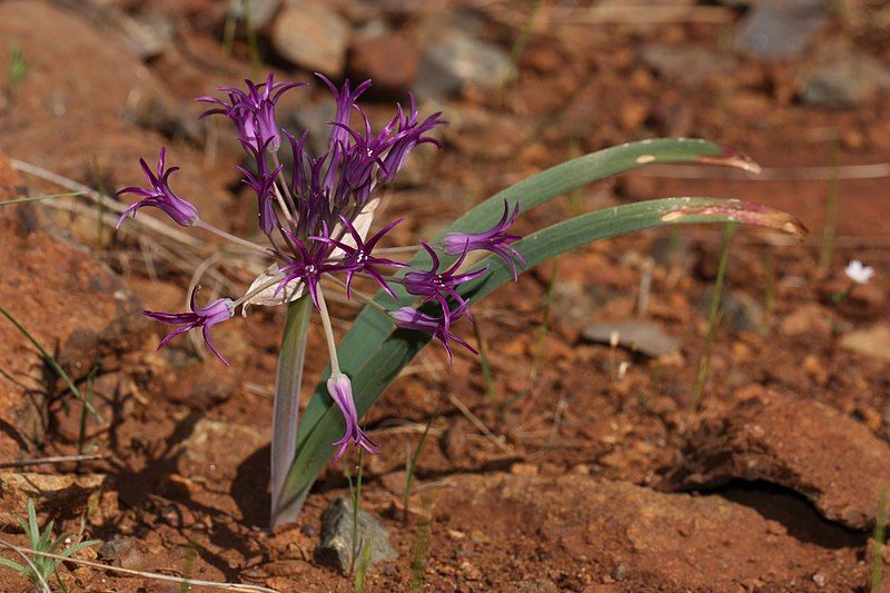 File:Allium falcifolium 4584.JPG