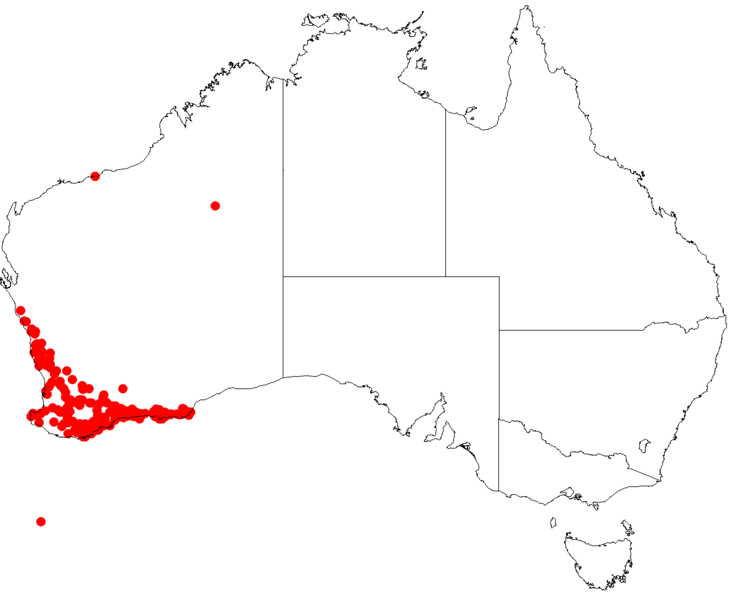 File:AllocasuarinathuyoidesDistributionMap50.png