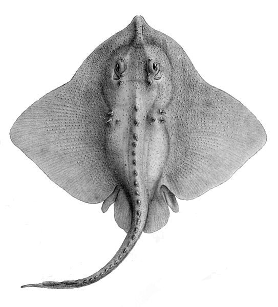 File:Amblyraja hyperborea4.jpg