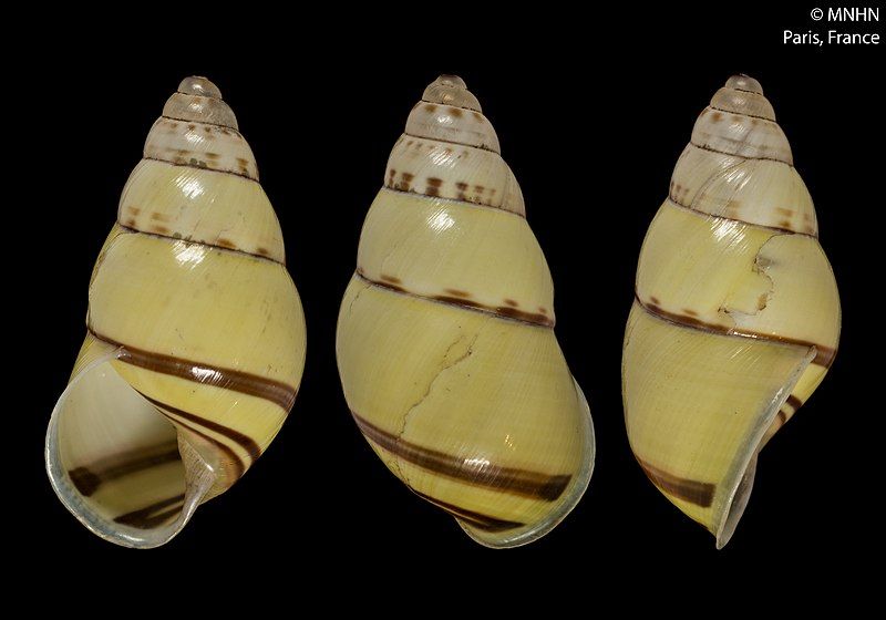 File:Amphidromus truongkhoai (MNHN-IM-2000-34091).jpeg