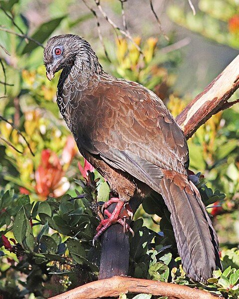 File:Andean Guan JCB.jpg