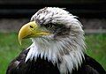 Image 25 Bald eagle at Bird of prey More selected pictures