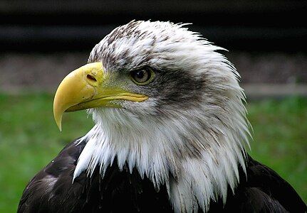 Bald eagle at Bird of prey, by Adrian Pingstone