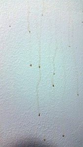 Surfactant leaching on a bathroom wall