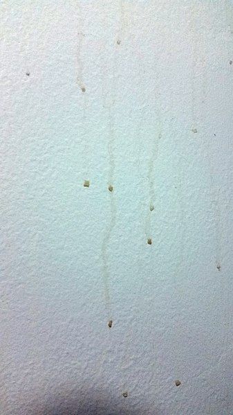 File:Bathroom wall condensation.jpg