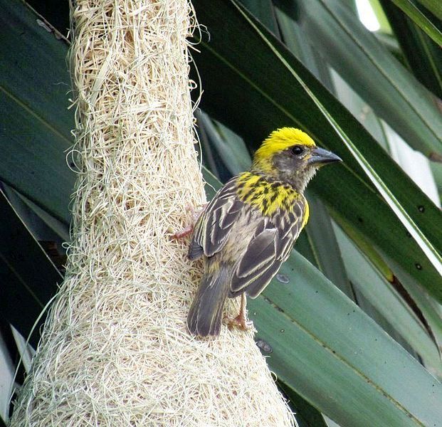 File:Baya Weaver Gobi.jpg