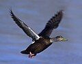 American Black Duck, Anas rubripes