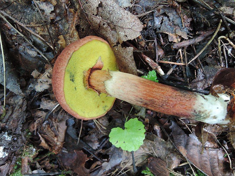 File:Boletus rufomaculatus 764308.jpg