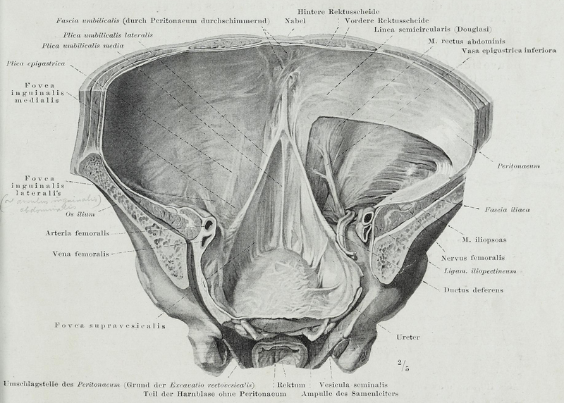 File:Braus 1921 109.png