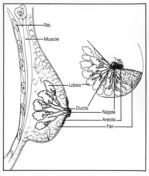 File:Breast structure.jpg